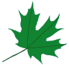 foxcubs leaf 2