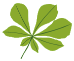privacy leaf 2