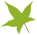pre-school leaf 2