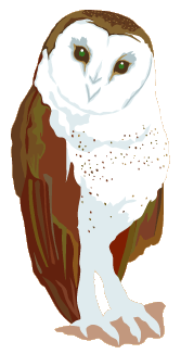 preschool owl