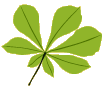 woodlands leaf 1