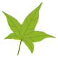 about_us_leaf_2